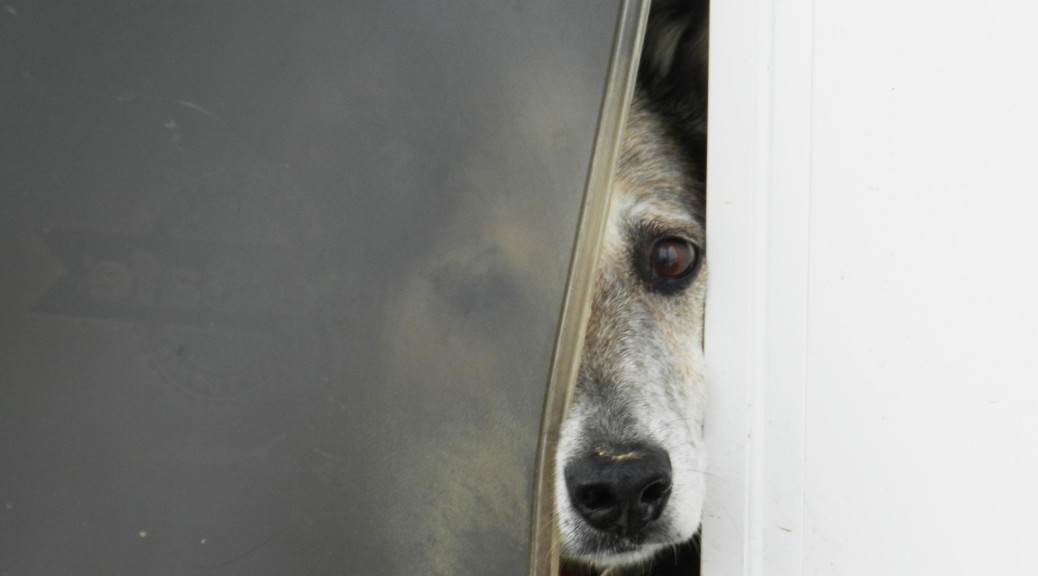dog